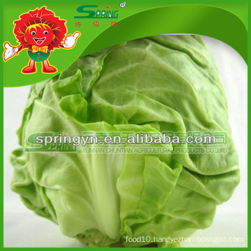 green cabbage for sale/fresh cabbage grade A